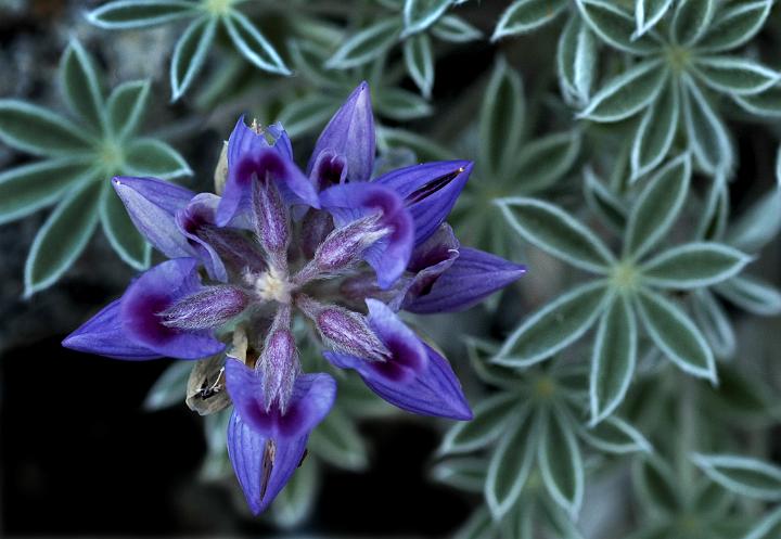 Alpine Lupine, Lupinus lepidus lobbii.jpg